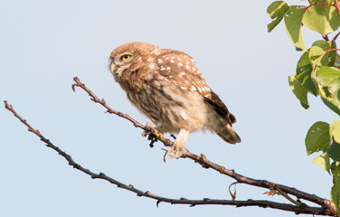 bird on a branch