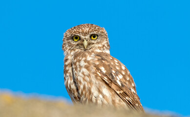 great owl