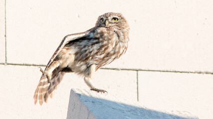 owl perched on a branch