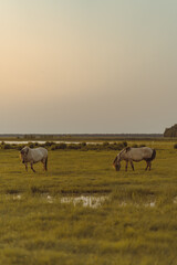 Fototapeta na wymiar Two horses in the meadow on the riverside