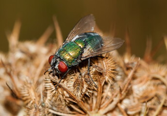 fly on leaf