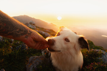 personal perspective of a hiker giving a treat to his border collie dog after a day of trekking in...