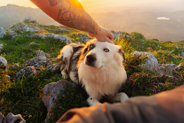 Personal perspective of hiker with tattoos petting his border collie dog in the mountains at sunset. POV. Traveling with a pet