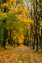 Obraz premium Buchlov Castle, autumn, water, mountains, forest, trees, landscape,