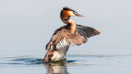 great crested grebe