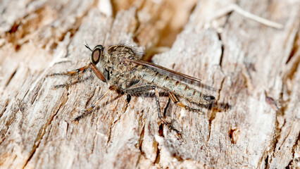 close up of a grasshopper