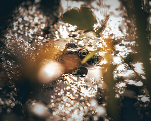 Frog in a Pond