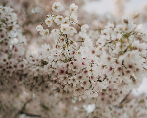 Cherry Blossom