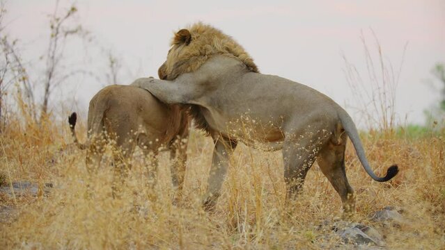 A Male African Lion Seducing his partner for mating during Breeding season. South Africa.