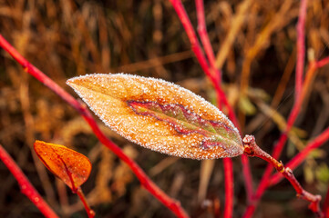 Autumn morning frost decorates a blueberry leaf, dry yellow leaves and red branches, weather...