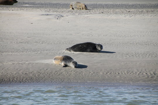 Berck foche sulla spiaggia francia nord