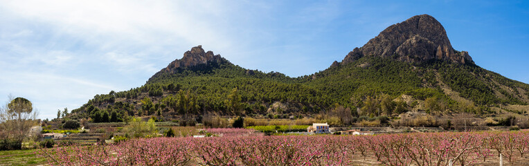 Peach trees fields in bloom during spring in Cieza, Murcia Region, Spain.