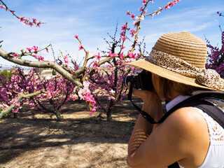 Tourist enjoying the peach trees fields in bloom during spring in Cieza, Murcia Region, Spain.