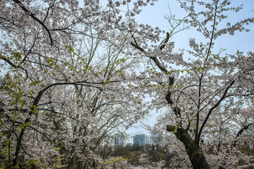 Close-up of a Sakura, Cherry Blossom - High Park, Toronto