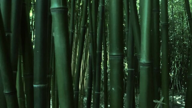 bamboos in a bamboo forest