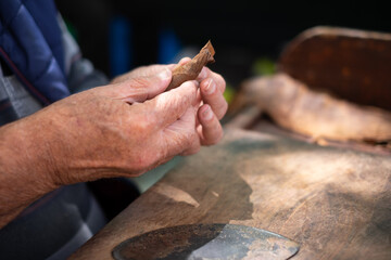 Process of making traditional cigars from tobacco leaves with your hands using a hand device. Tobacco leaves for making cigars. Close up on human hands making cigars.