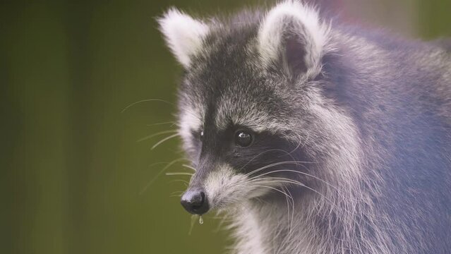 Cute raccoon (Procyon lotor) portrait