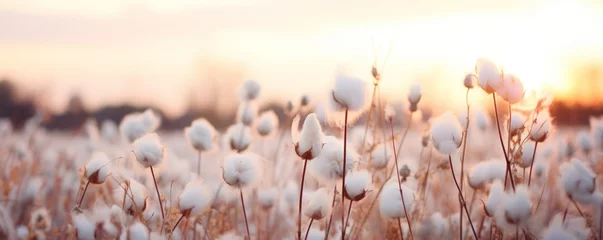 Zelfklevend Fotobehang Landscape of white flowers blur grass meadow warm golden hour sunset sunrise time. © Natalia Klenova