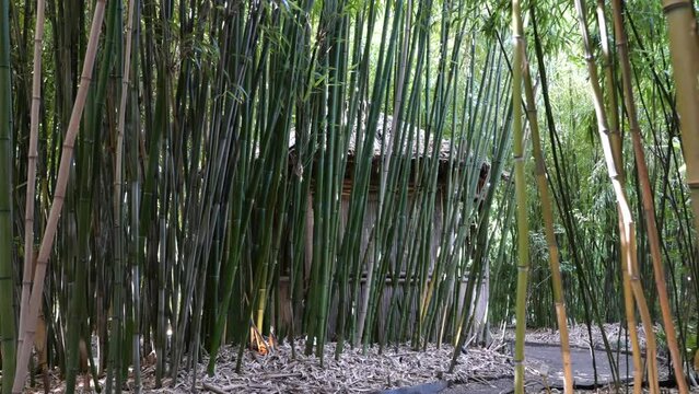 bamboos in a bamboo forest