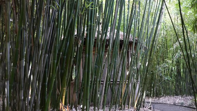 bamboos in a bamboo forest
