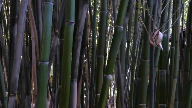 bamboos in a bamboo forest