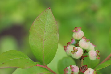 Green unripe blueberry ripens on the branches of a shrub
