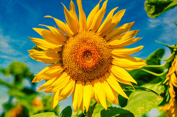 Beautiful sunflower flower on bright sunny day
