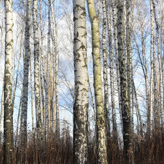 Beautiful birch trees in autumn