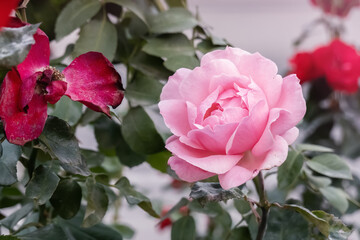 Pink and red garden rose flowers growing on flower bed