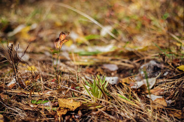 The first fallen dry leaves, green grass of the forest or city park. Autumn picturesque background of nature foliage. October. The concept of autumn.