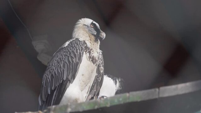 The bearded vulture (Gypaetus barbatus) couple in the nest