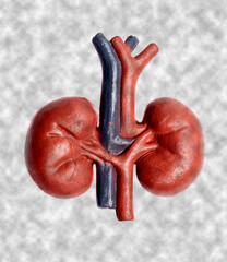 Human kidneys model concept of health care, human organ transplant, kidney transplantation