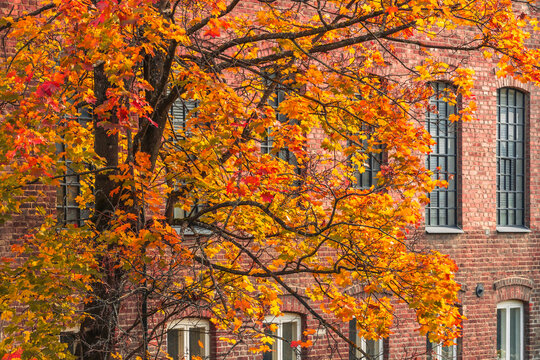 a maple tree by an old industrial brick stone wall in fall