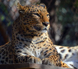 Asiatic leopards remain elusive in the parks of India and Sri Lanka, due to the lack of other dominant predators leopards are easier to spot hunting their prey in Asia than their African counterparts
