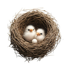 Two baby birds in a nest