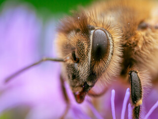 bee on a flower