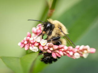 bee on a flower