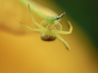 spider on green leaf