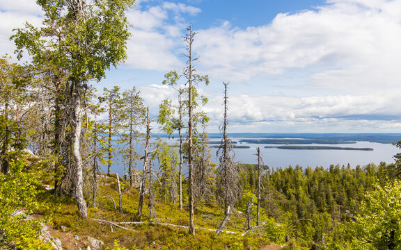 Finnish nature in Koli National Park with a beautiful view