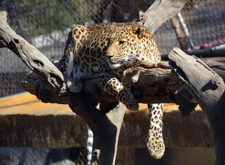 Asiatic leopards remain elusive in the parks of India and Sri Lanka, due to the lack of other...