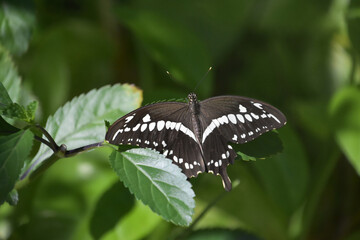 Fototapeta premium Black and White Swallowtail Butterfly in a Garden