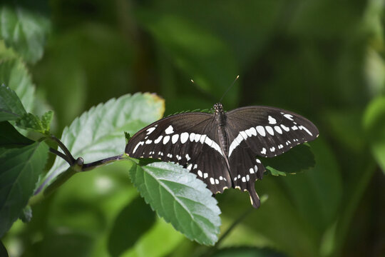 Black and White Chequered Swallowtail Butterfly in a Garden