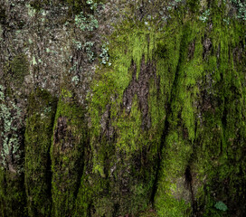 Green moss on a tree trunk.