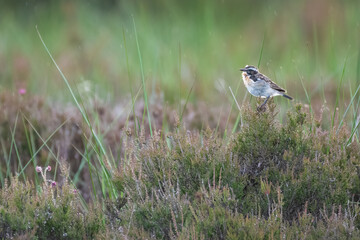 Whinchat (Saxicola rubetra), Perthshire, Scotland. Migratory passerine bird.