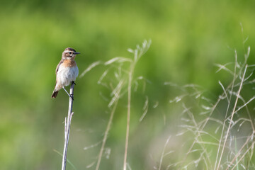Whinchat (Saxicola rubetra), Perthshire, Scotland. Migratory passerine bird.