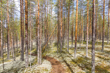 Lichened forest floor with white braid in Rokua National Park in Finland, Scandinavia