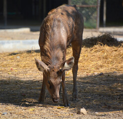 The sambar (Rusa unicolor) is a large deer native to the Indian subcontinent, South China and...