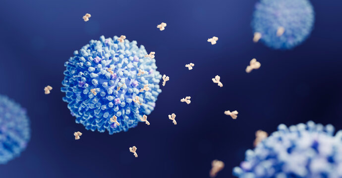 Antibodies responding to a virus