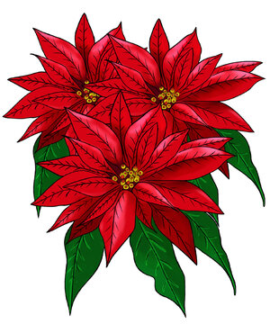 Ilustracion flores de nochebuena o flores pascua. Arreglo floral de navidad. Fiestas de invierno