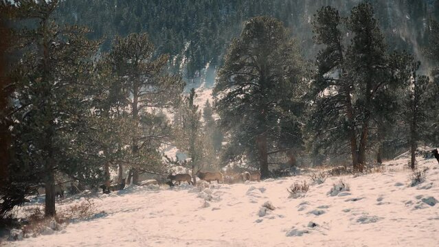 Elk walking and grazing across the snowy mountains of Colorado 